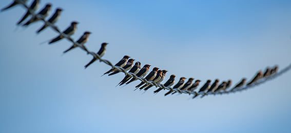 Crowdinvesting - Together We Are Strong!