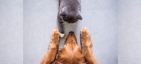 Eine Bürgschaft als Sicherheit